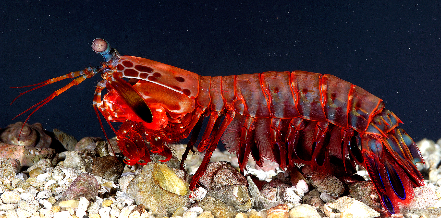 4 Reasons Why Mantis Shrimp is the Deadliest Creature in the Ocean