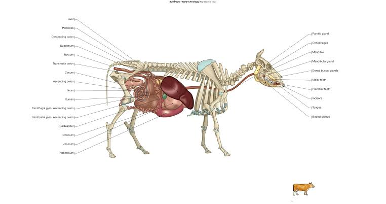 3D View Of Human Body, Technology Used And The Idea Behind